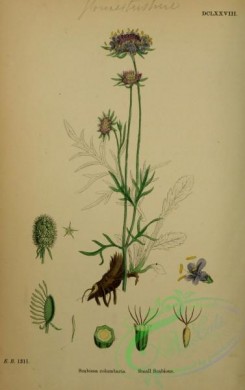 english_botany-00312 - Small Scabious, scabiosa columbaria