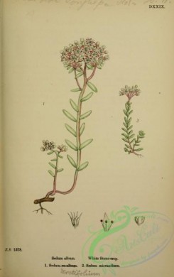 english_botany-00336 - White Stone-crop, sedum album, sedum teretifolium, sedum micranthum