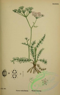 english_botany-00348 - Worled Caraway, carum verticillatum