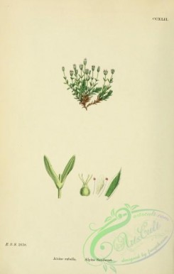 english_botany-00354 - Alpine Sandwort, alsine rubella