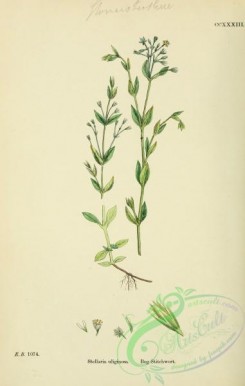 english_botany-00361 - Bog Stitchwort, stellaria uliginosa