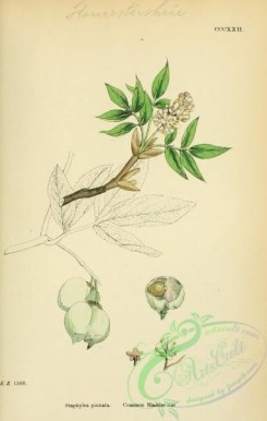 english_botany-00370 - Common Bladder-nut, staphylea pinnata