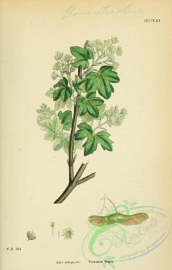 english_botany-00377 - Common Maple, acer campestre