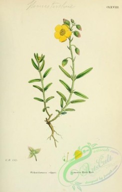 english_botany-00383 - Common Rock-Rose, helianthemum vulgare