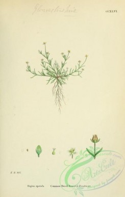 english_botany-00384 - Common Small-flowered Pearlwort, sagina apetala