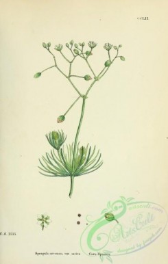 english_botany-00388 - Corn Spurrey, spergula arvensis sativa