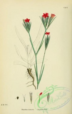 english_botany-00392 - Deptford Pink, dianthus armeria