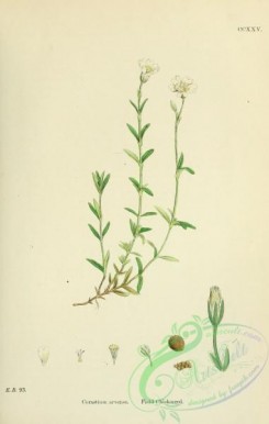 english_botany-00400 - Field Chickweed, cerastium arvense