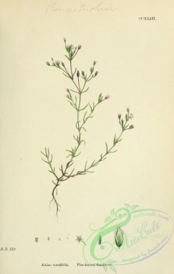 english_botany-00402 - Fine-leaved Sandwort, alsine tenuifolia