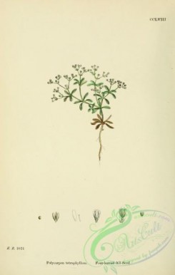 english_botany-00404 - Four-leaved All-Seed, polycarpon tetraphyllum