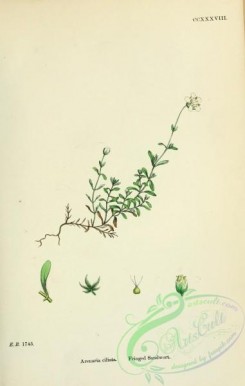 english_botany-00406 - Fringed Sandwort, arenaria ciliata