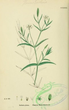 english_botany-00408 - Glaucous Marsh Stitchwort, stellaria glauca