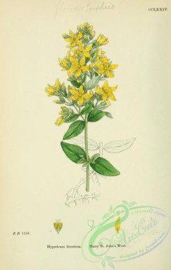 english_botany-00412 - Hairy St John's Wort, hypericum hirsutum