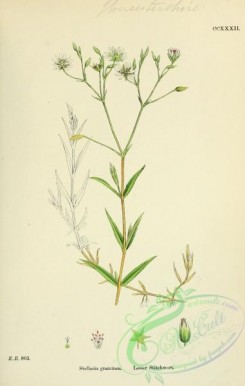 english_botany-00431 - Lesser Stitchwort, stellaria graminea