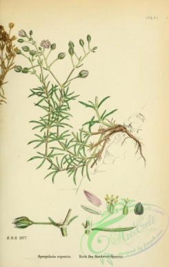 english_botany-00467 - Rock Sea Sandwort-Spurrey, spergularia rupestris