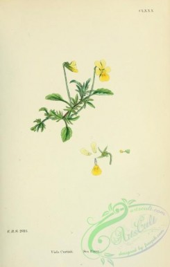 english_botany-00472 - Sea Pansy, viola curtisii