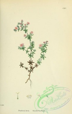 english_botany-00485 - Smooth Sea-Heath, frankenia laevis