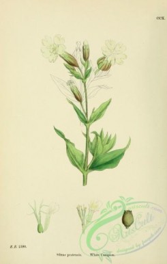 english_botany-00512 - White Campion, silene pratensis