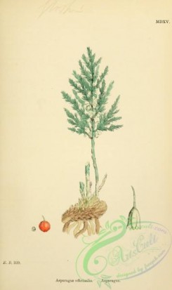 english_botany-00520 - Asparagus, asparagus officinalis