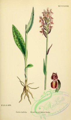 english_botany-00530 - Broad-leaved Marsh Orchis, orchis latifolia