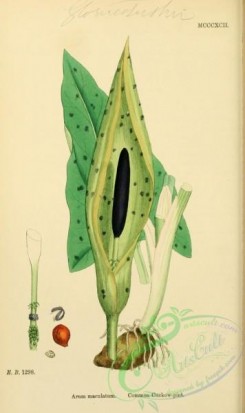 english_botany-00536 - Common Cuckow-pint, arum maculatum