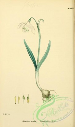 english_botany-00544 - Common Snowdrop, galanthus nivalis