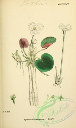 english_botany-00574 - Frog-bit, hydrocharis morsus-ranae