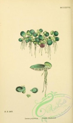 english_botany-00585 - Greater Duckweed, lemna polyrrhiza