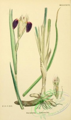 english_botany-00662 - Tuberous Iris, iris tuberosa
