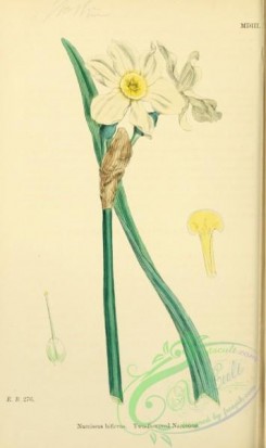 english_botany-00663 - Two-flowered Narcissus, narcissus biflorus