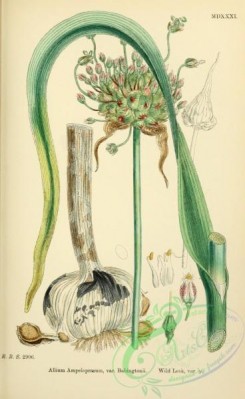 english_botany-00675 - Wild Leek, allium ampeloprasum babingtonii