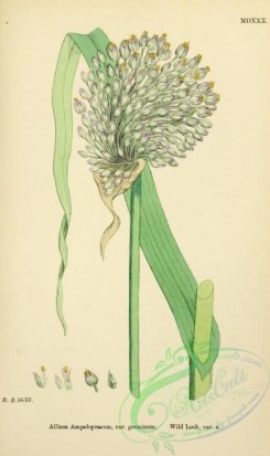 english_botany-00676 - Wild Leek, allium ampeloprasum genuinum