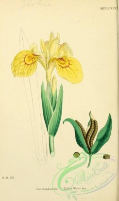 english_botany-00682 - Yellow Water Iris, iris pseud-acorus