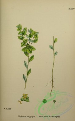 english_botany-00709 - Broad-leaved Warted Spurge, euphorbia platyphylla