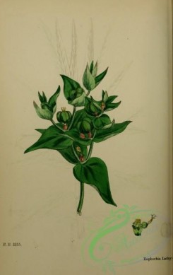 english_botany-00711 - Caper Spurge, euphorbia lathyris, 1
