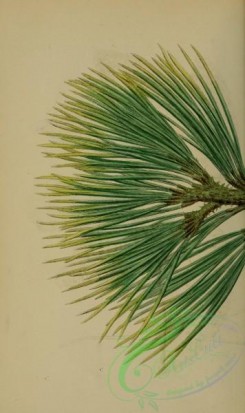 english_botany-00714 - Cluster Pine, pinus pinaster, 1