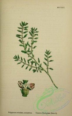 english_botany-00730 - Common Knot-grass, polygonum aviculare arenastrum