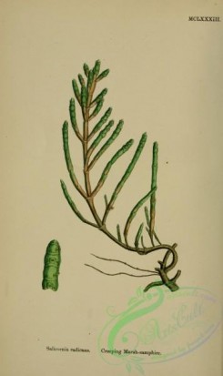 english_botany-00746 - Creeping Marsh-samphire, salicornia radicans