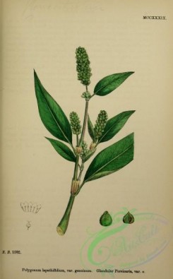 english_botany-00778 - Glandular Persicaria, polygonum lapathifolium genuinum