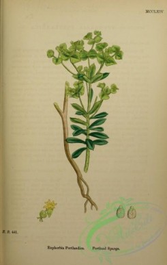 english_botany-00827 - Portland Spurge, euphorbia portlandica