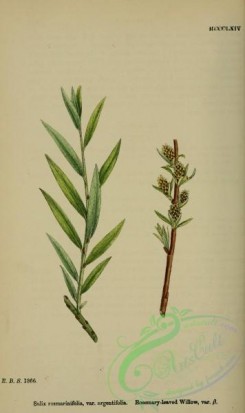 english_botany-00838 - Rosemary-leaved Willow, salix rosmarinifolia argentifolia