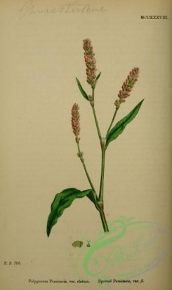 english_botany-00856 - Spotted Persicaria, polygonum persicaria elatum