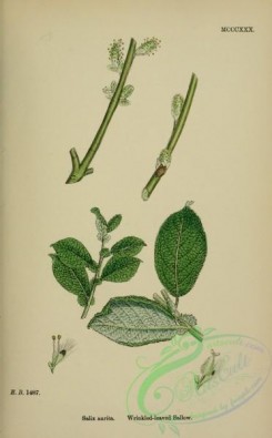 english_botany-00891 - Wrinkled-leaved Sallow, salix aurita