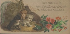 ephemera_advertising_trading_cards-00101 - 0101-Dog puppies, frog, flowers [1495x727]