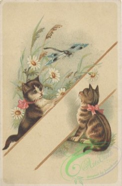 ephemera_advertising_trading_cards-00566 - 0566-Kitten, Frame, flowers, cats, dragonfly [1982x3000]