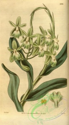 epidendrum-00001 - 3209-epidendrum harrisoniae, Mrs Harrison's Epidendrum