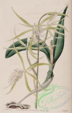 epidendrum-00036 - 784-epidendrum ciliare, Fringed Epidendrum