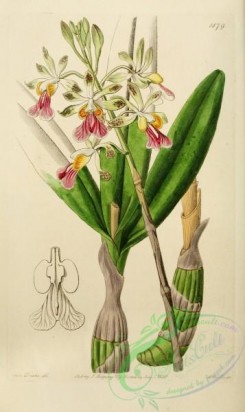 epidendrum-00046 - 1879-epidendrum bifidum, Hare-lipped Epidendrum