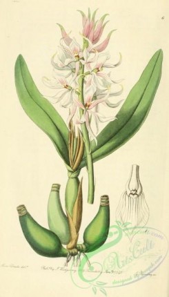epidendrum-00060 - 006-epidendrum glumaceum, Glumaceous Epidendrum