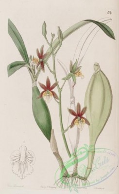 epidendrum-00068 - 034-epidendrum pterocarpum, Wing-fruited Epidendrum